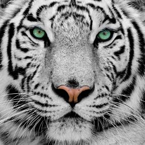 The Last White Tigress