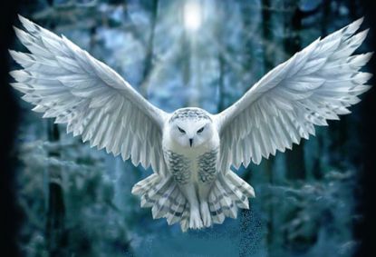 STORY OF THE WHITE OWL