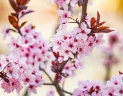 Almond Blossoms